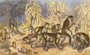Green Monkey by European School